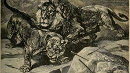Barbary lions