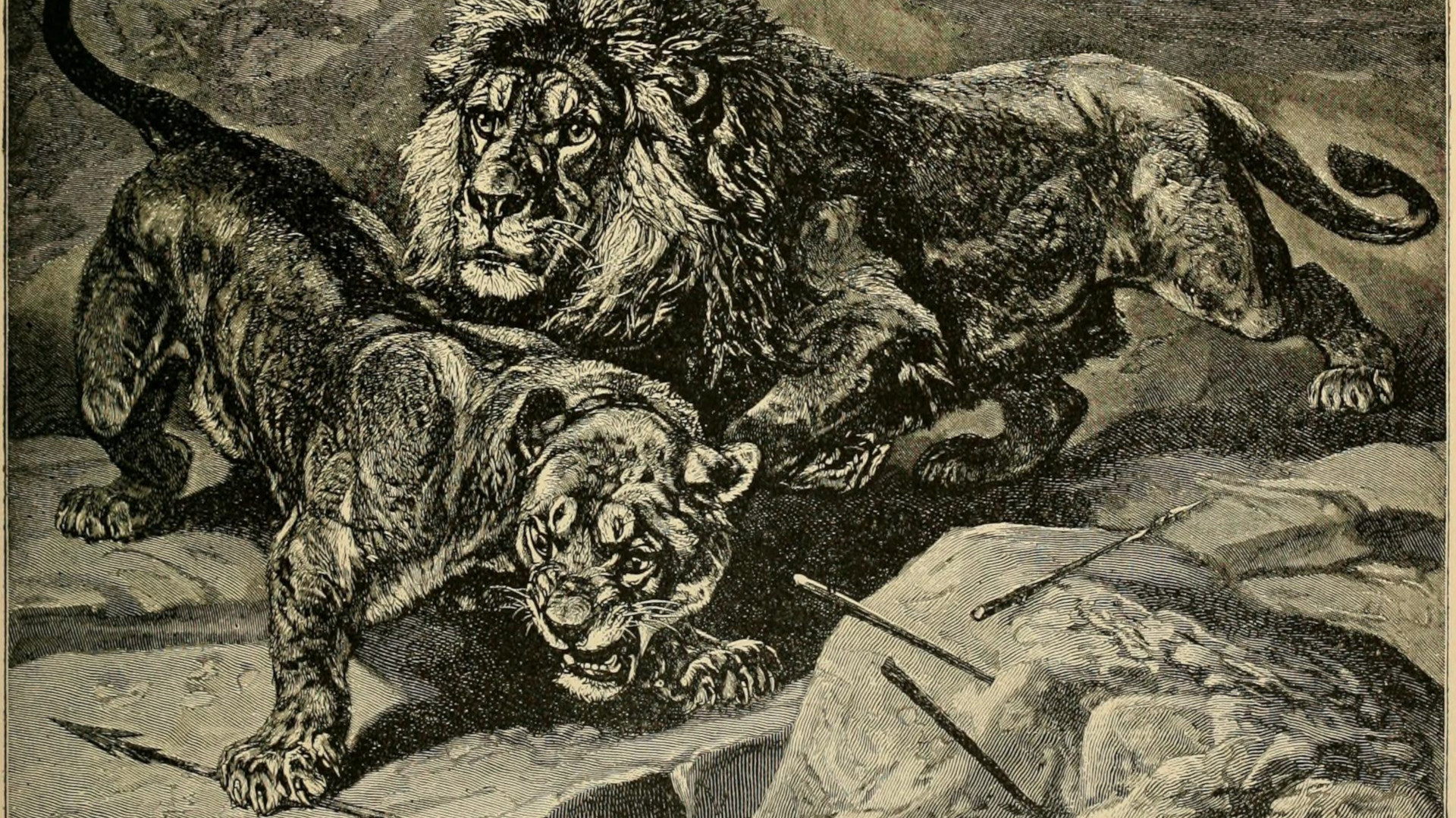 Barbary Lion Sultan was kept in London Zoo in 1896