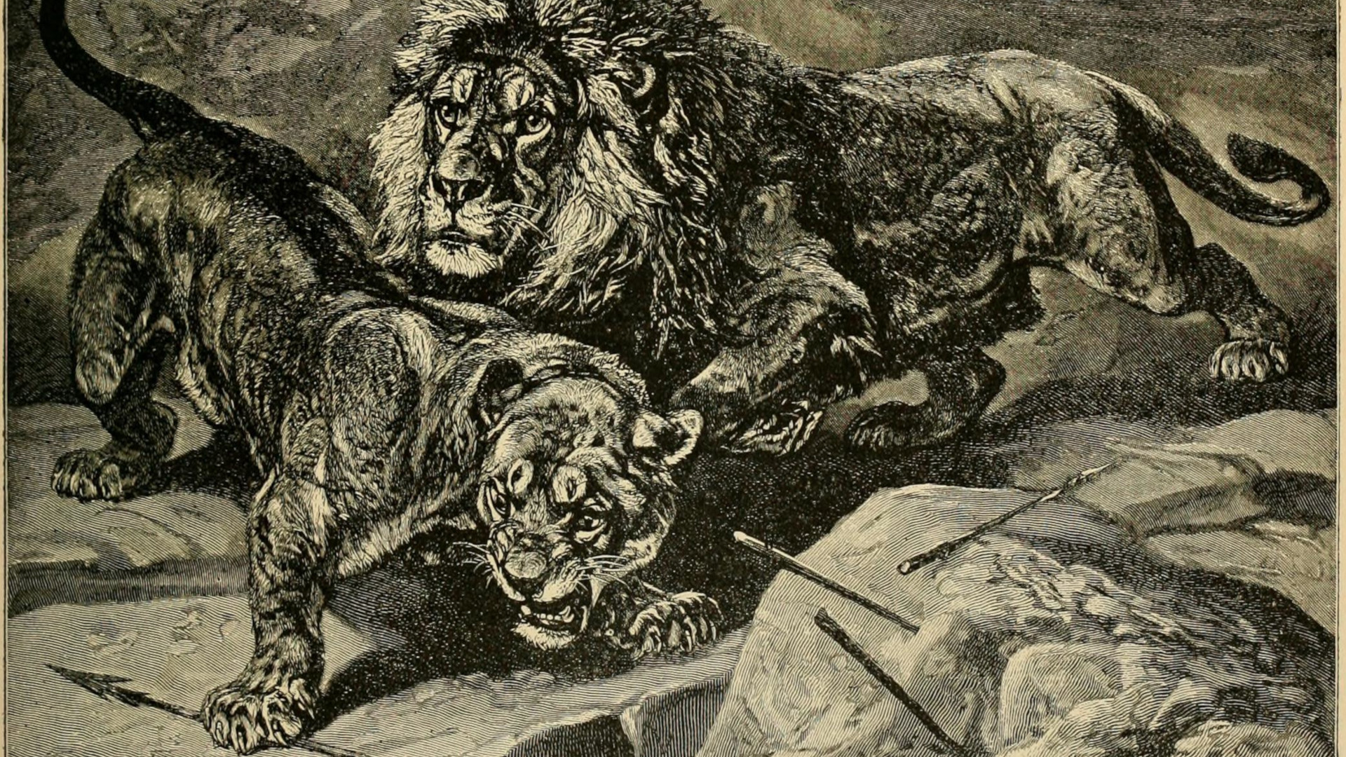 When Did the Fabled Barbary Lion Go Extinct? • The Revelator