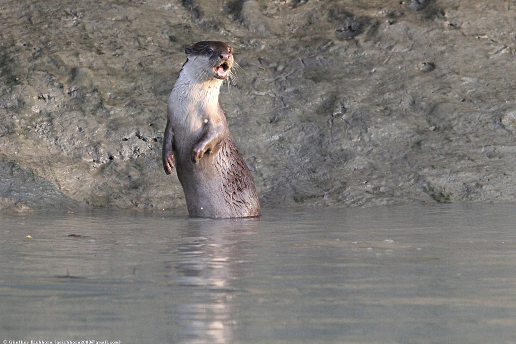 small-clawed otter