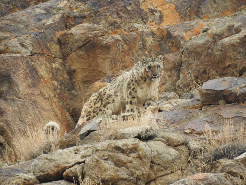 snow leopard