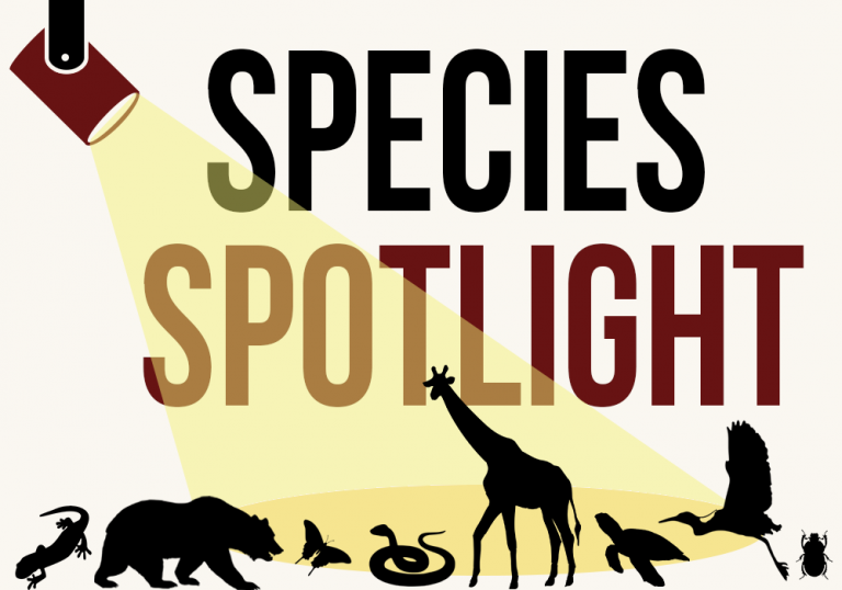 Species Spotlight: The Greater Hog Badger, Cornered by a Hunting-Driven ...