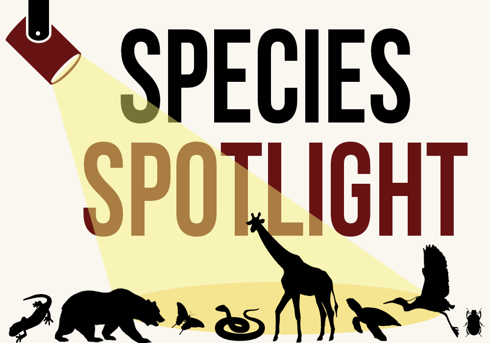 Species Spotlight