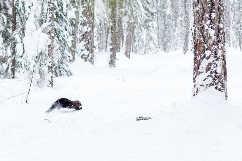 Fisher runs through the snow