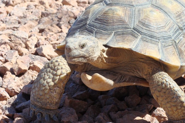 The Race to Build Solar Power in the Desert — and Protect Rare Plants ...