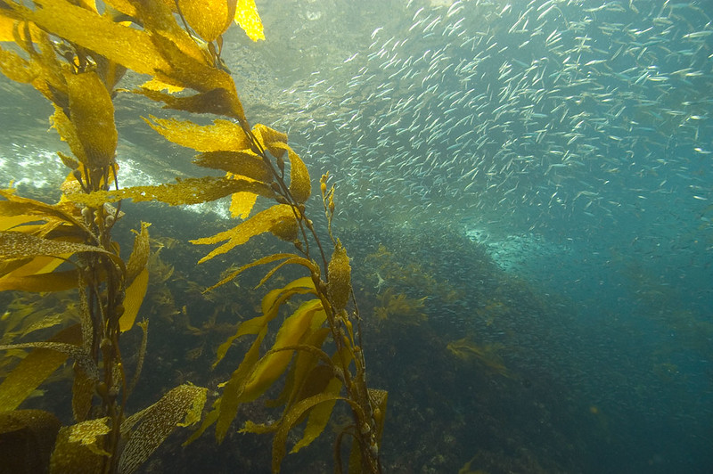 Kelp and sardines