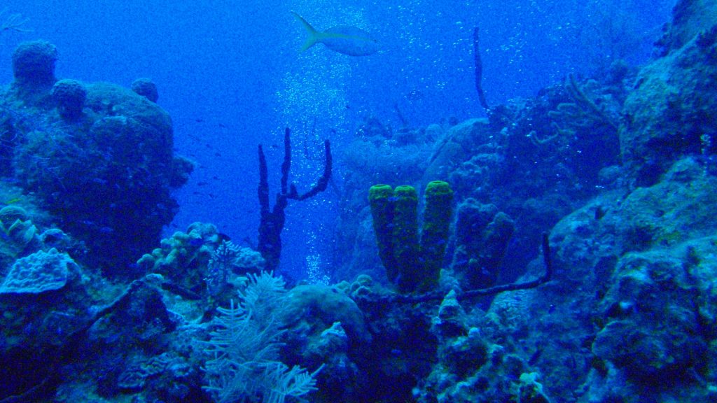 Grand Cayman coral reef