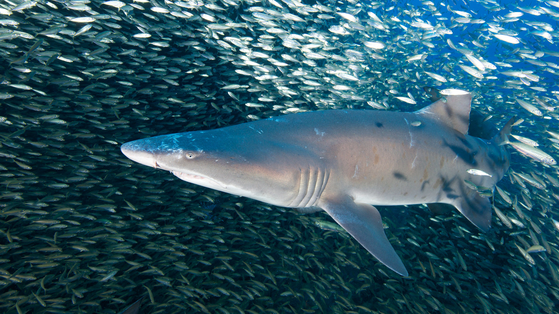 sand tiger shark