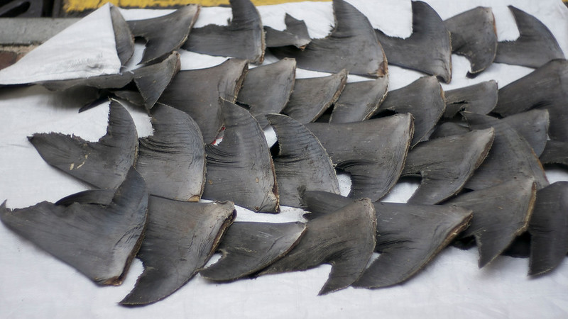 shark fins