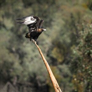 wedge-tailed eagle