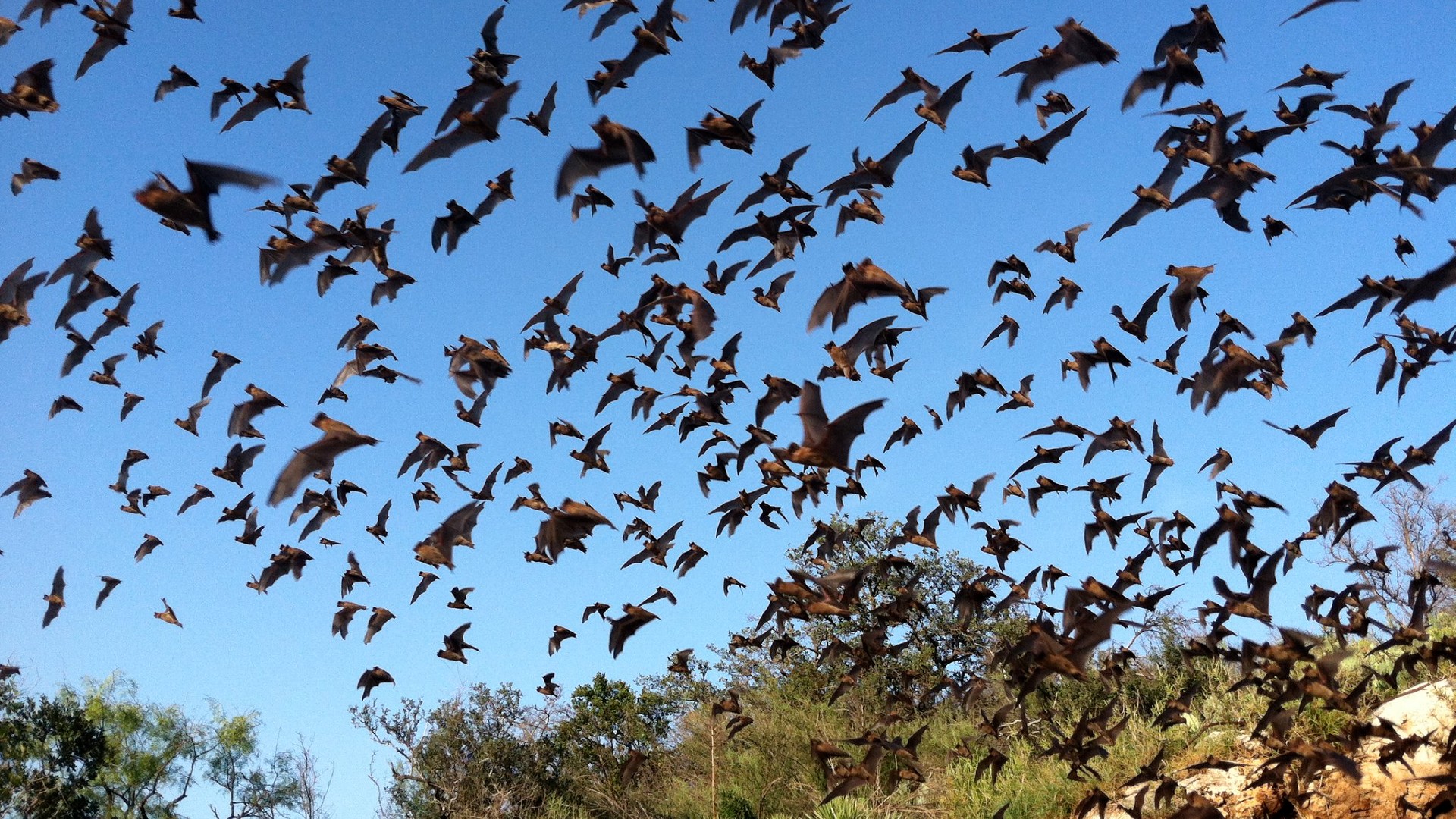 Here’s What Climate Change Will Mean for Bats • The Revelator Green