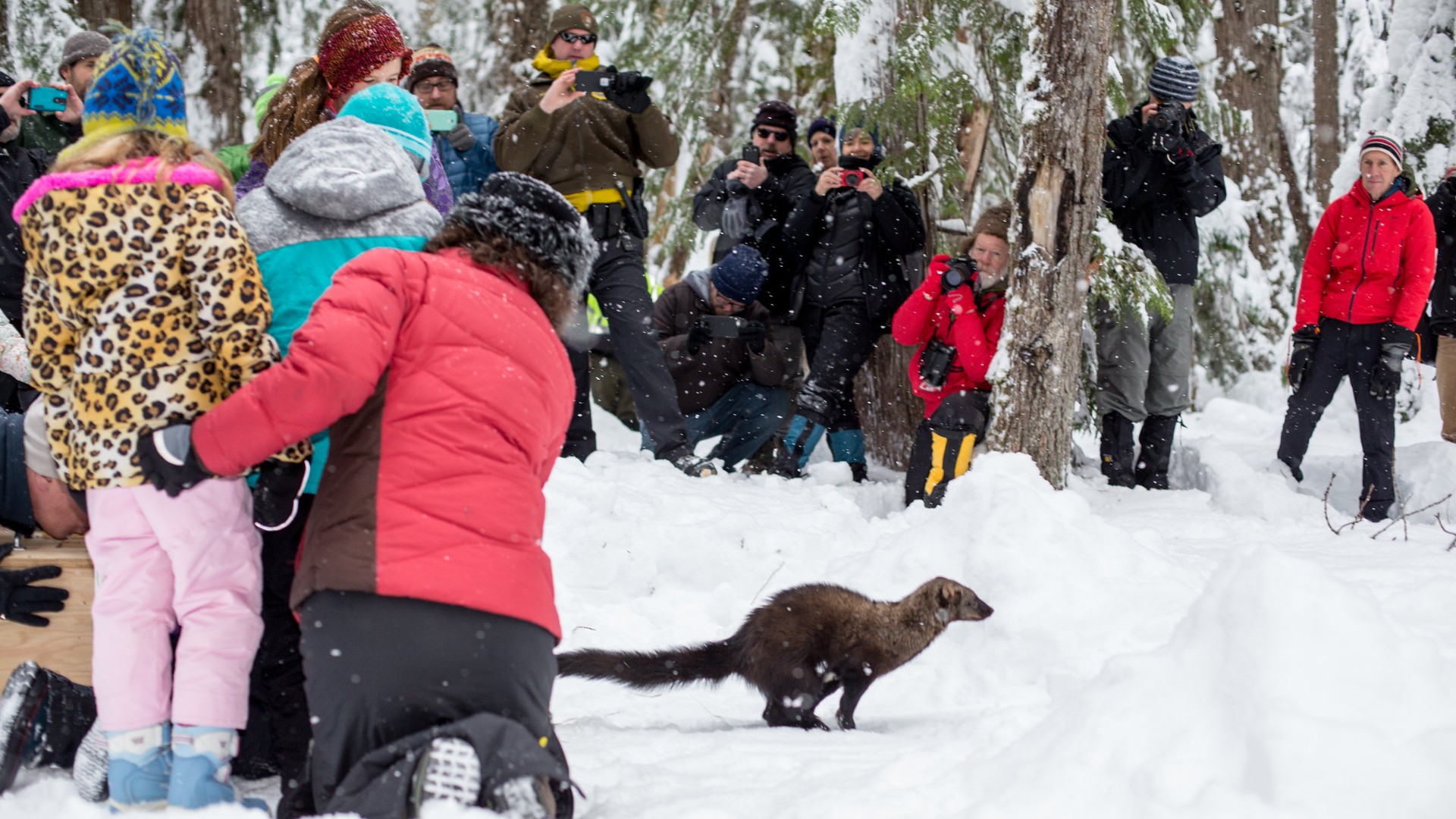 Fisher Rewilding: How Washington State Is Restoring a Native Carnivore