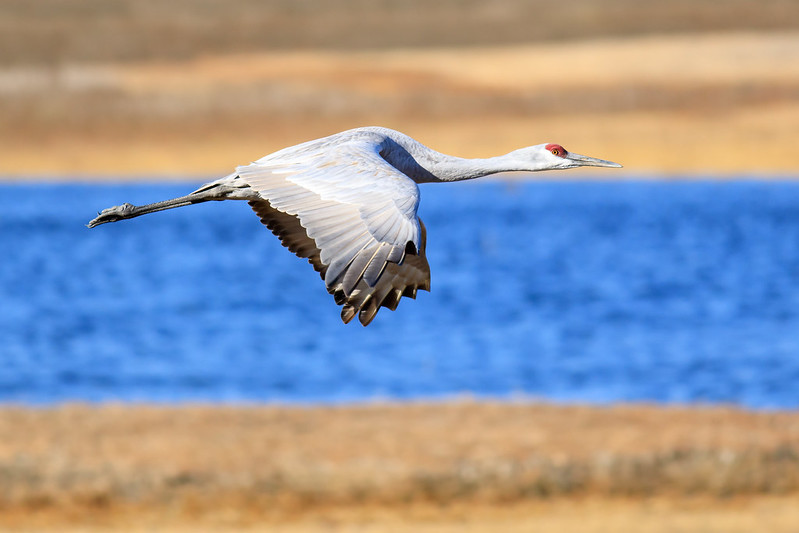 Sandhill crane in flight