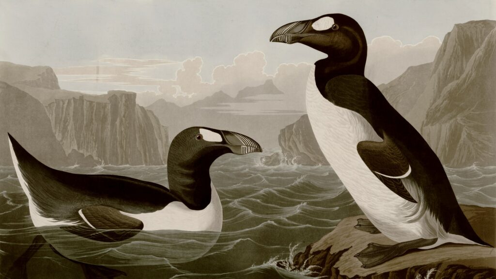 two greak auks