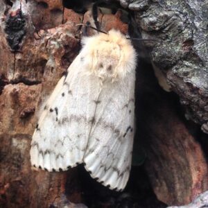 Gypsy moth