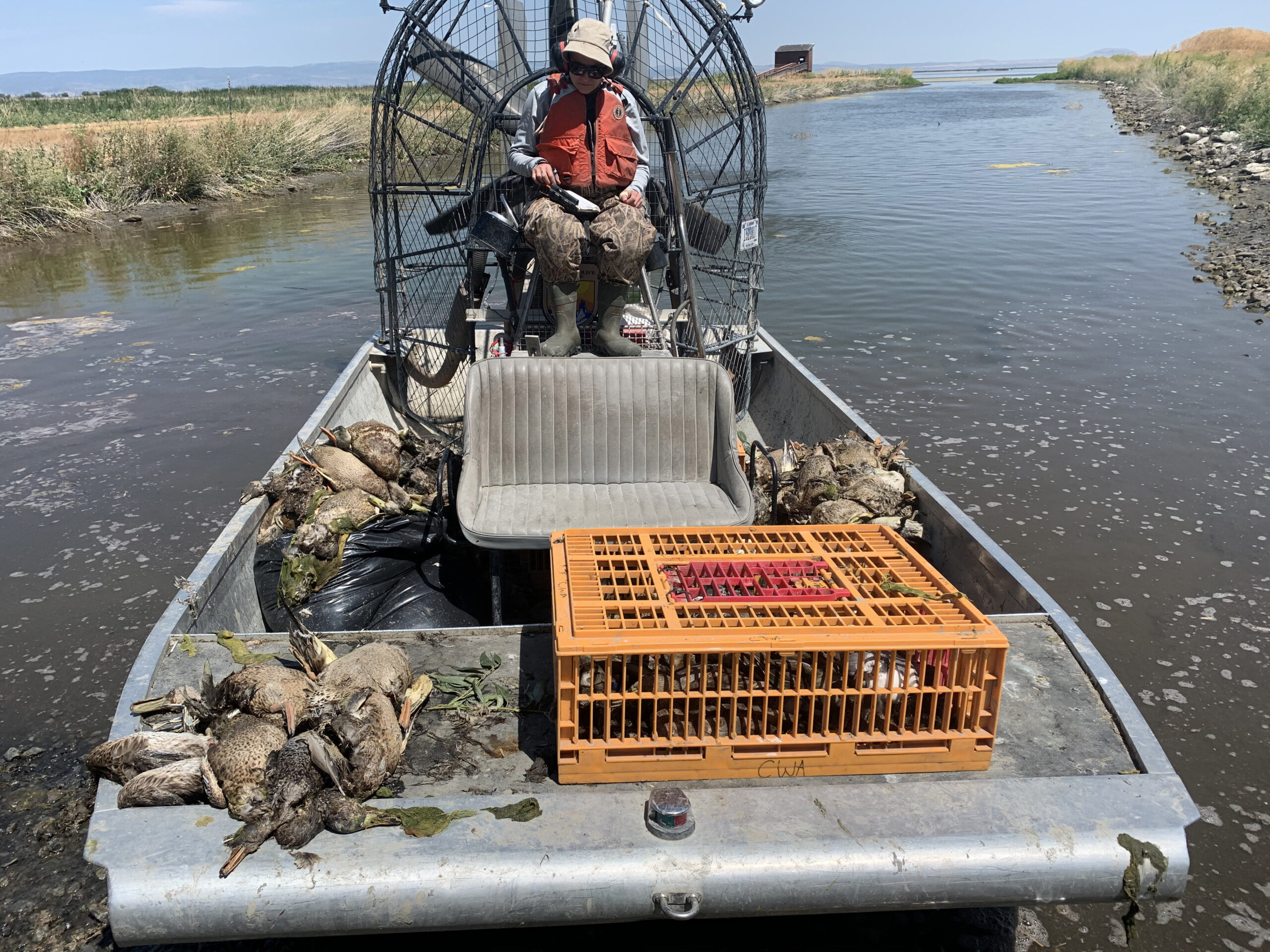 sick ducks on a boat