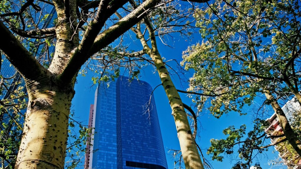 trees and tall building