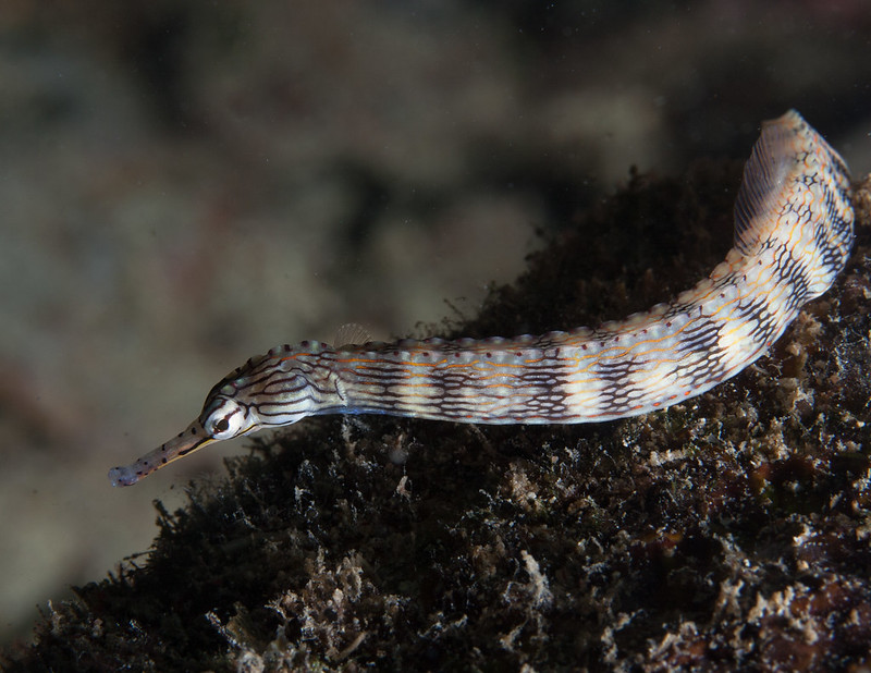 pipefish