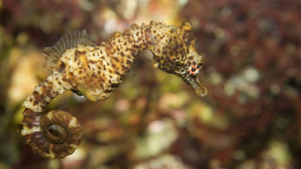 Shortsnout seahorse