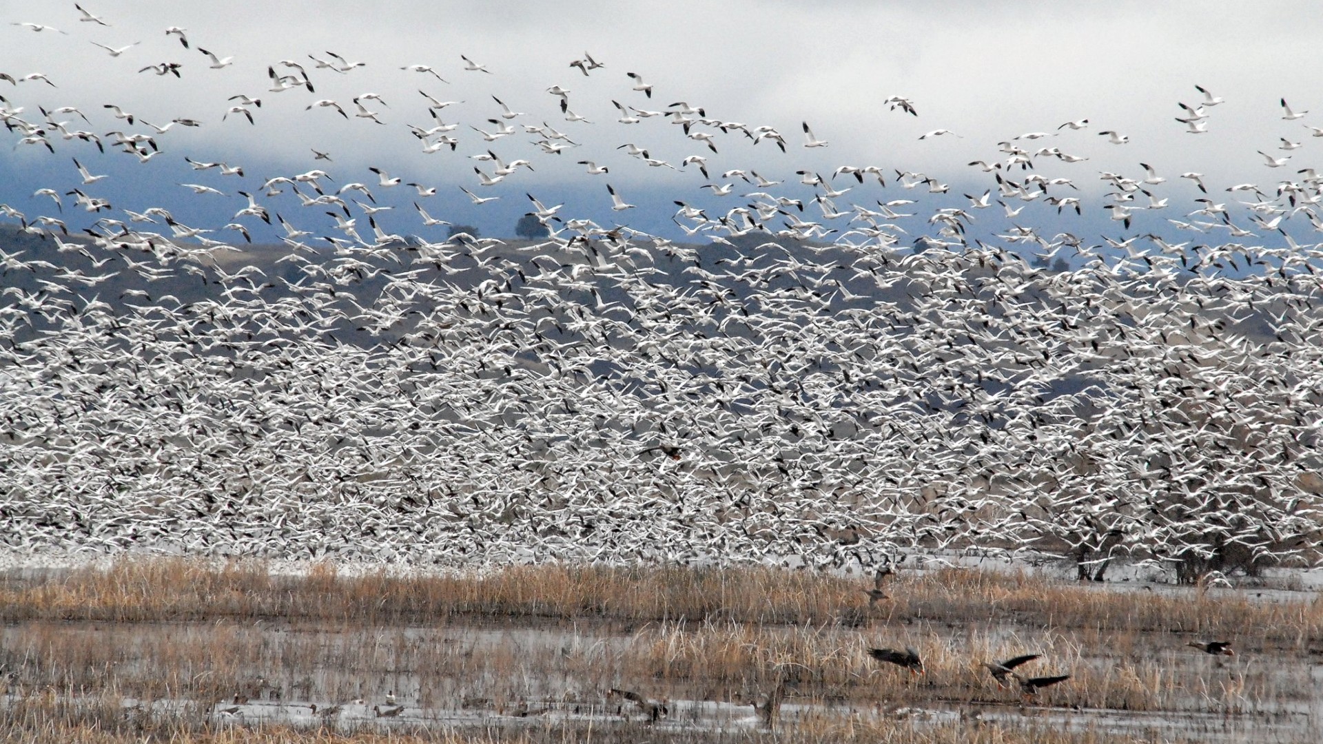 Refuge No More: Migratory Birds Face Drought, Disease and Death on the ...