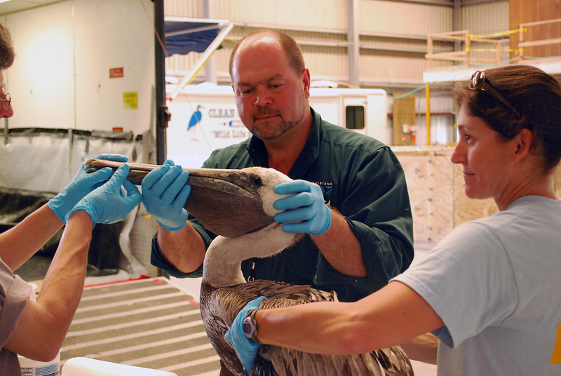 pelican on exam table