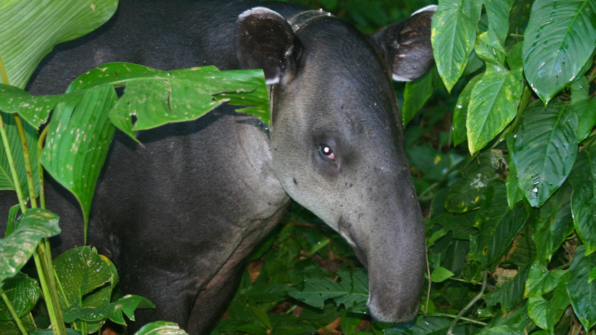 Species Spotlight: Baird's Tapir, Our Allies Against Climate Change • The  Revelator