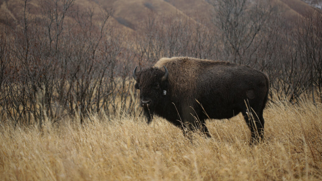 old harbor bison