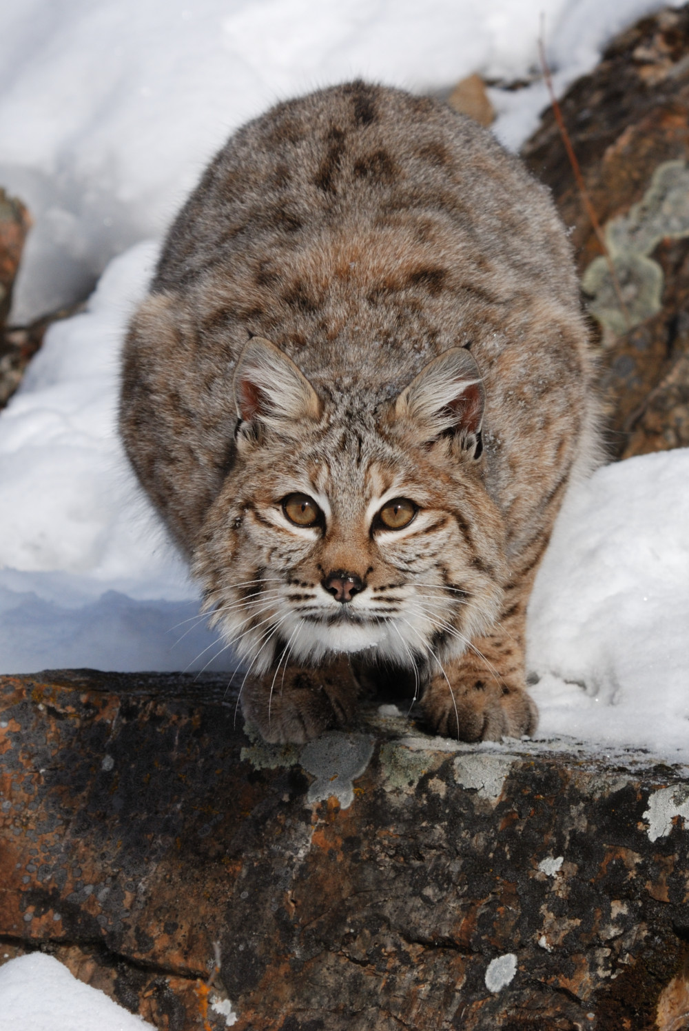 Small Cat Spotlight: Canada Lynx