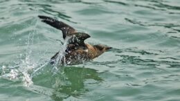marbled murrelet in the water