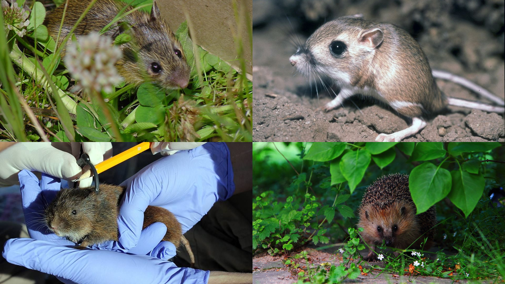 Unraveling the diversity of the wild house mouse