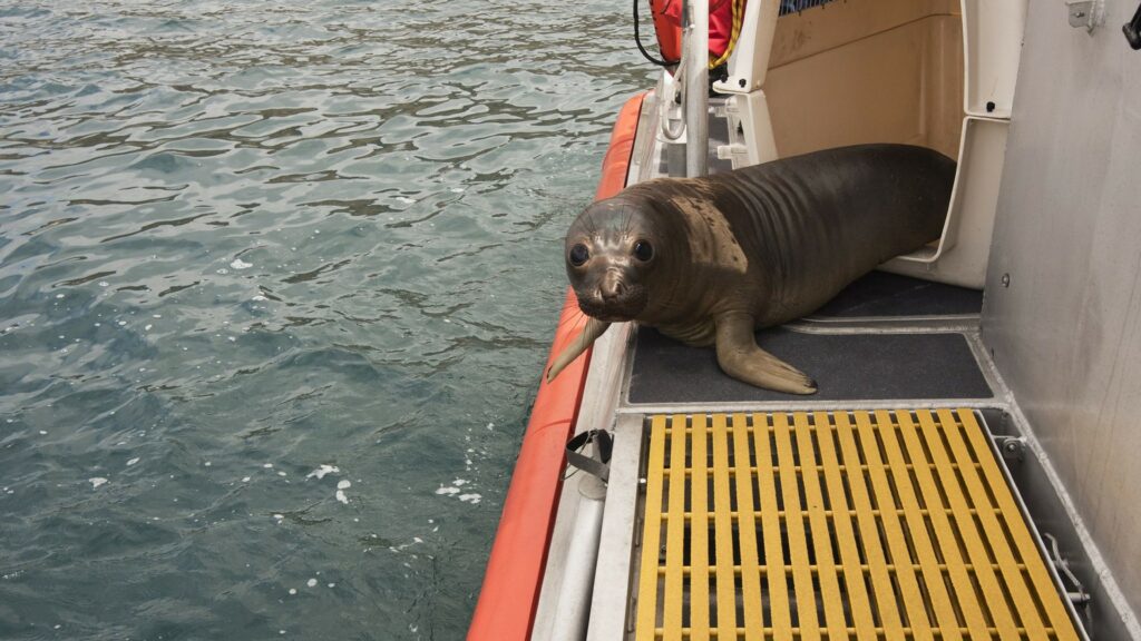 seal on boat deck