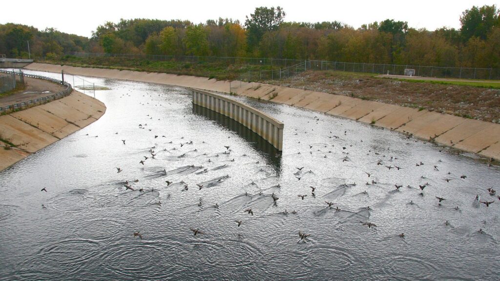 birds in water near outfall