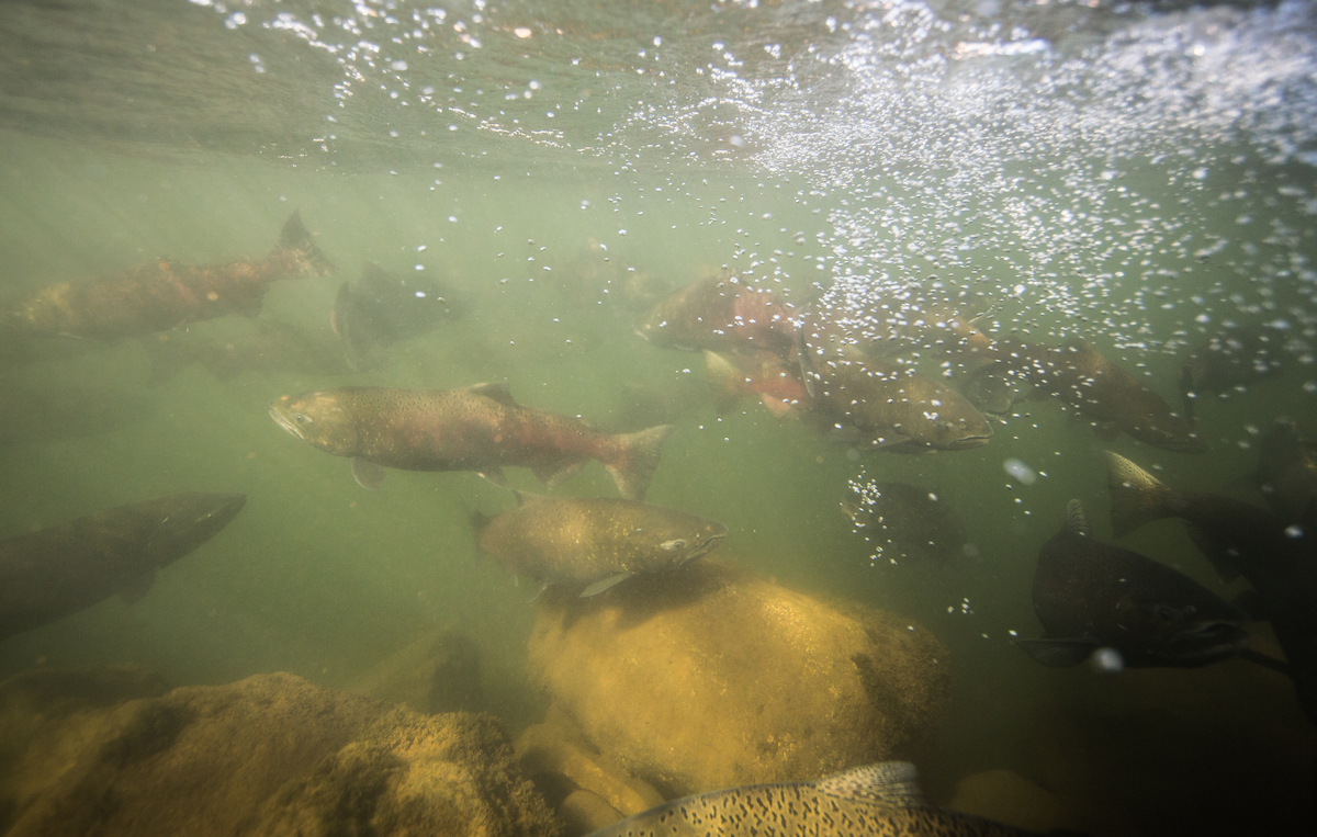 salmon under water