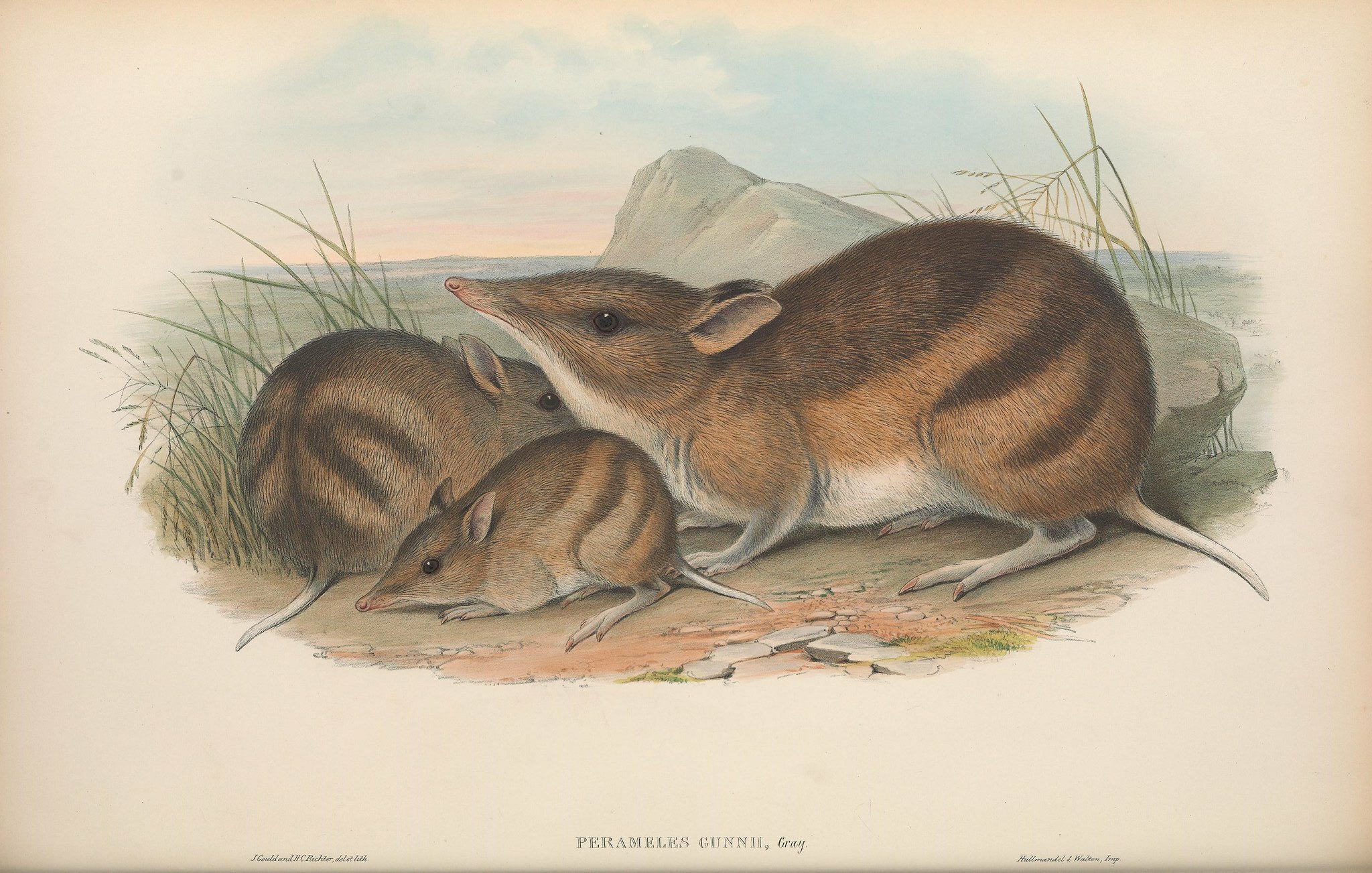 eastern barred bandicoot