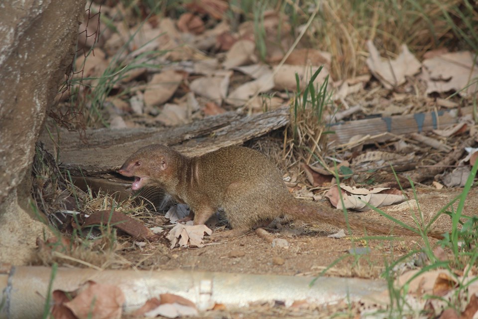 Javan mongoose
