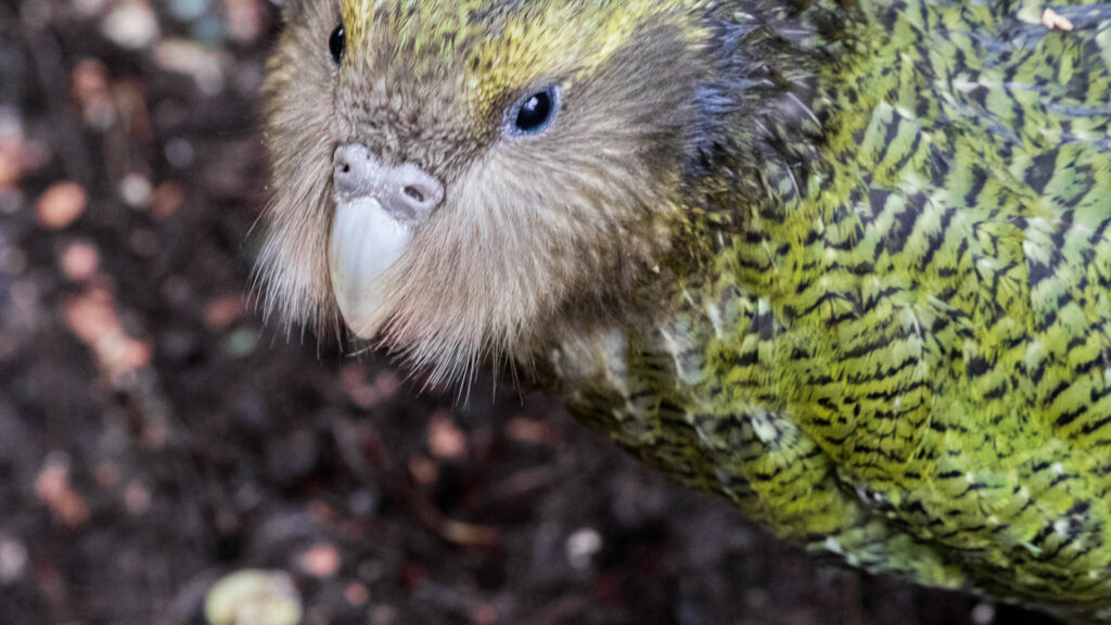 Kākāpō