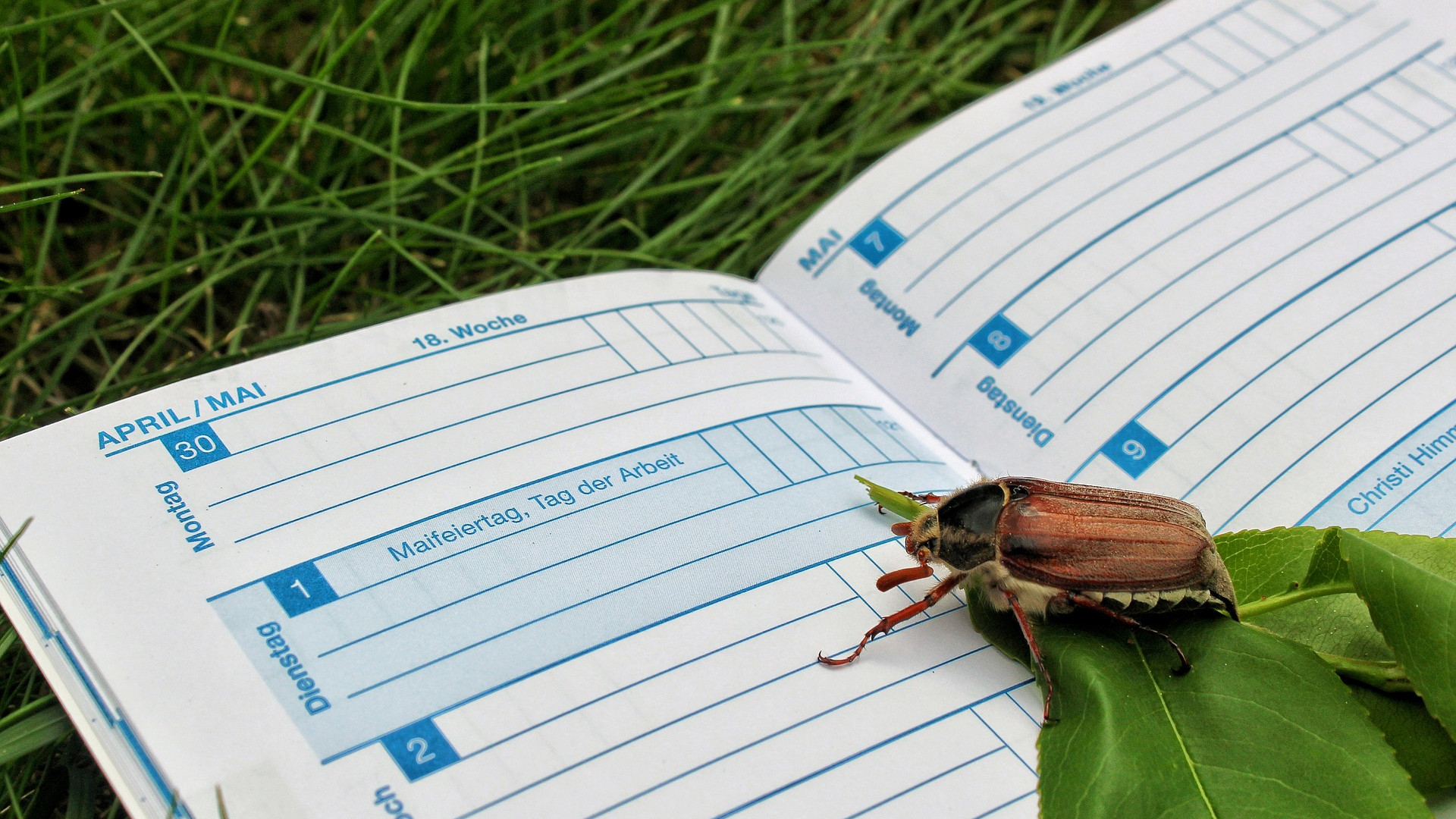 calendar beetle