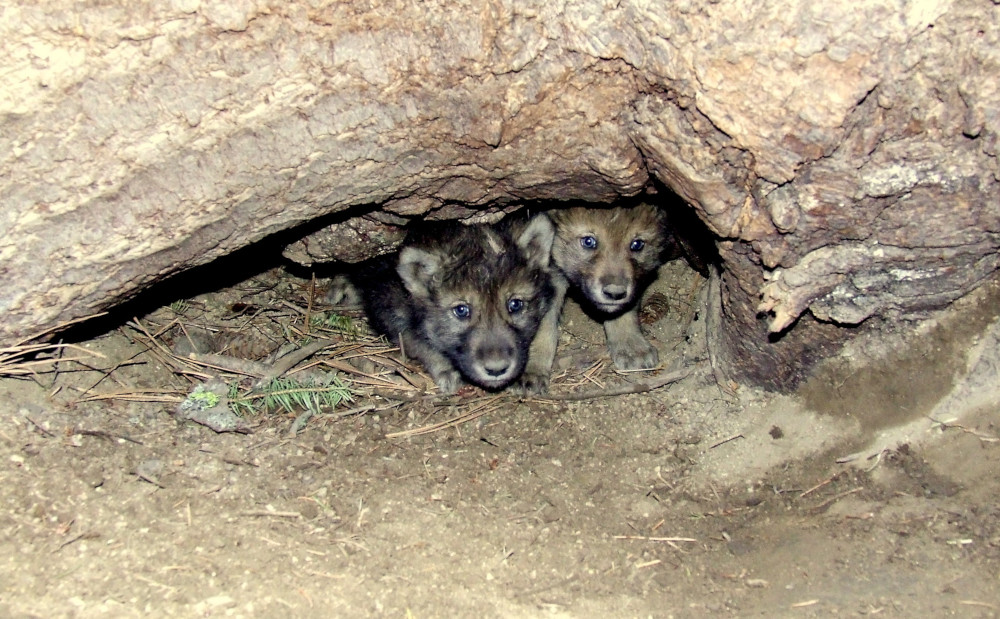 graue Wolfshöhle