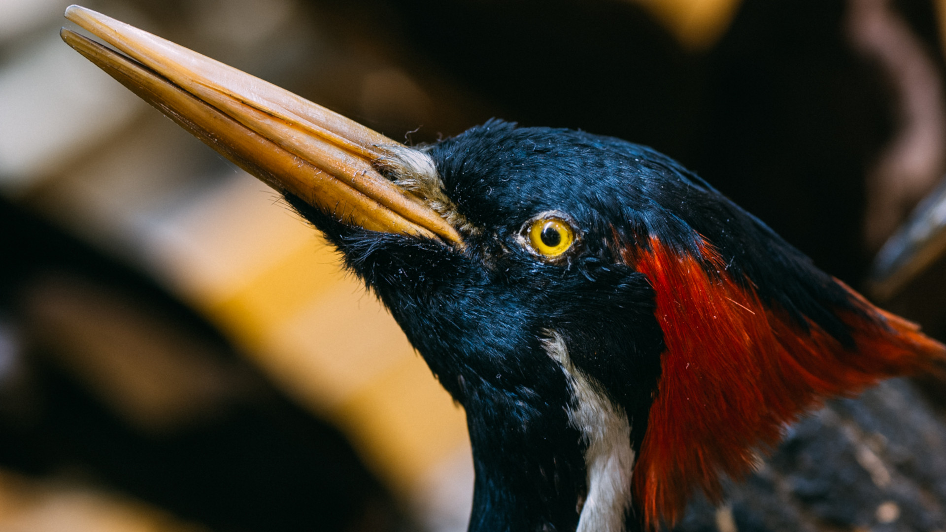 ivory-billed woodpecker