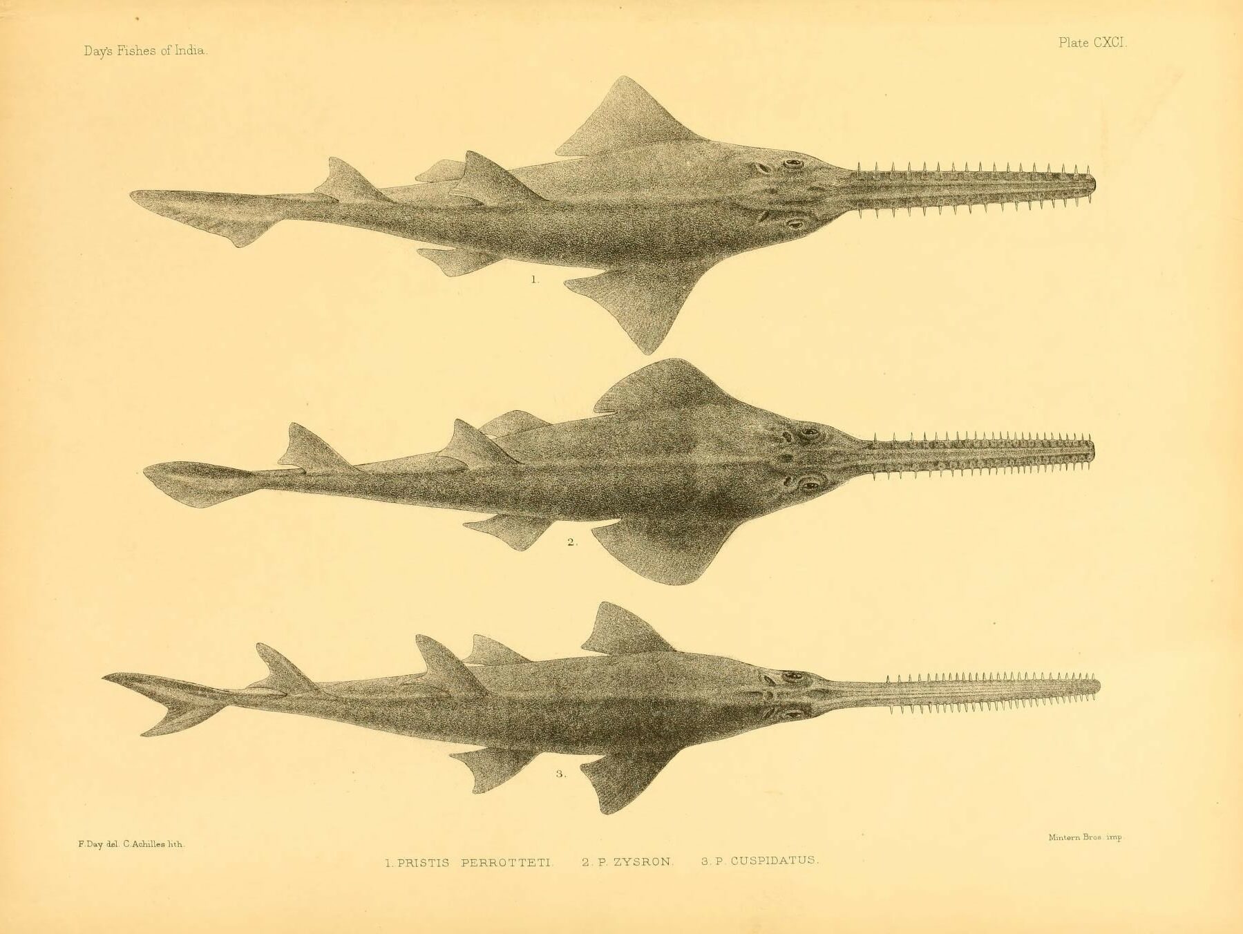narrow sawfish
