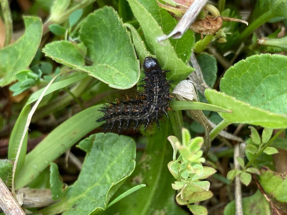 caterpillar