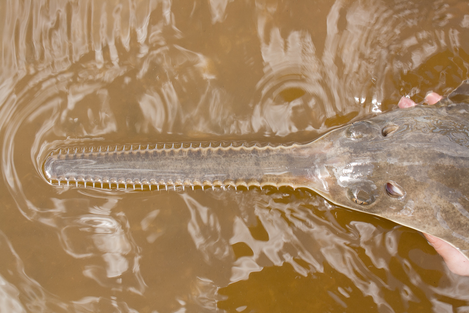 Sawfish rostrum