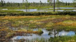 peatland with pools of water