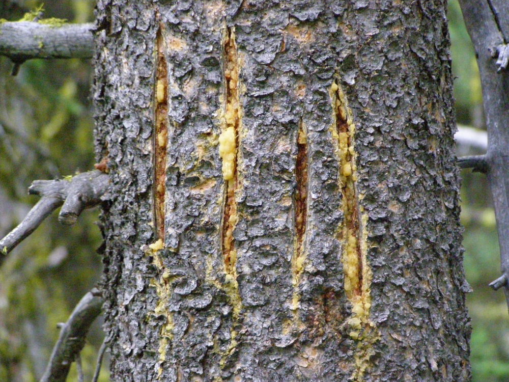 grizzly scratches