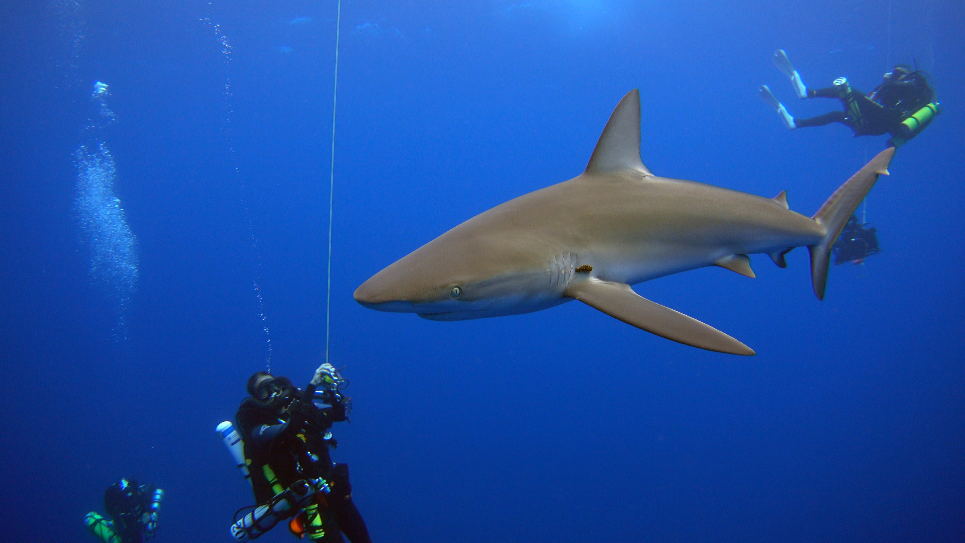 Galapagos shark