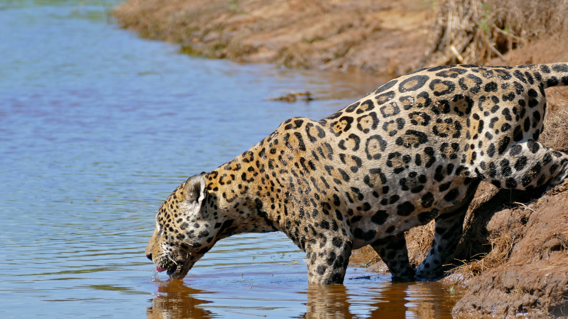 New Mexico could play role in saving jaguars from extinction