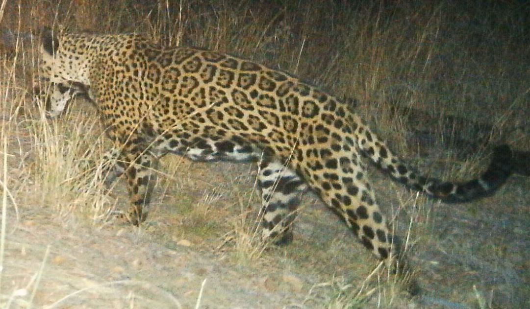 A jaguar walking in scrubby brown grass to the left of the frame