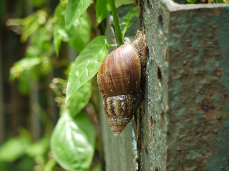 Giant African land snail