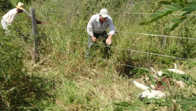 Two men inspect a wire fence amidst tall grass, with a dead animal at right.