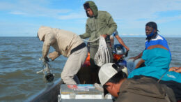 Sawfish fieldwork